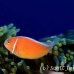 anemonefish_pink_bs_h_0705_png498.jpg